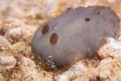 Actinocyclus verrucosus - Honolulu County, US-HI, US