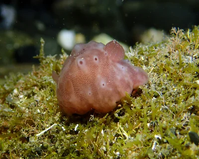 Actinocyclus verrucosus - L'Étang-Salé, RE-PL, RE