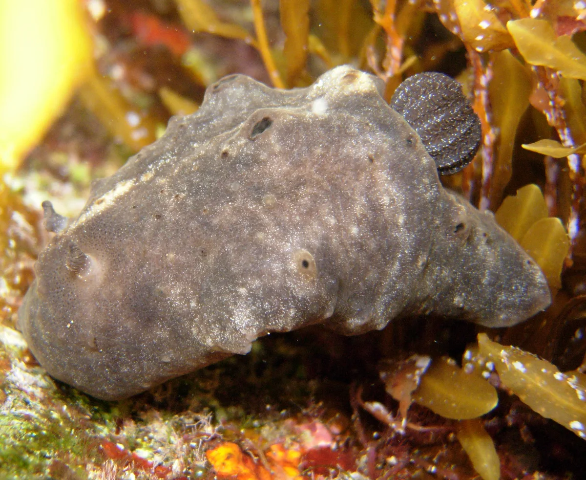 Actinocyclus verrucosus - L'Étang-Salé 97427, La Réunion