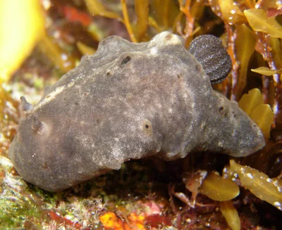Actinocyclus verrucosus - L'Étang-Salé 97427, La Réunion