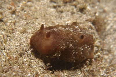 Actinocyclus verrucosus