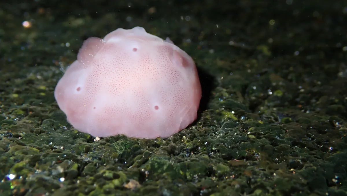 Actinocyclus verrucosus