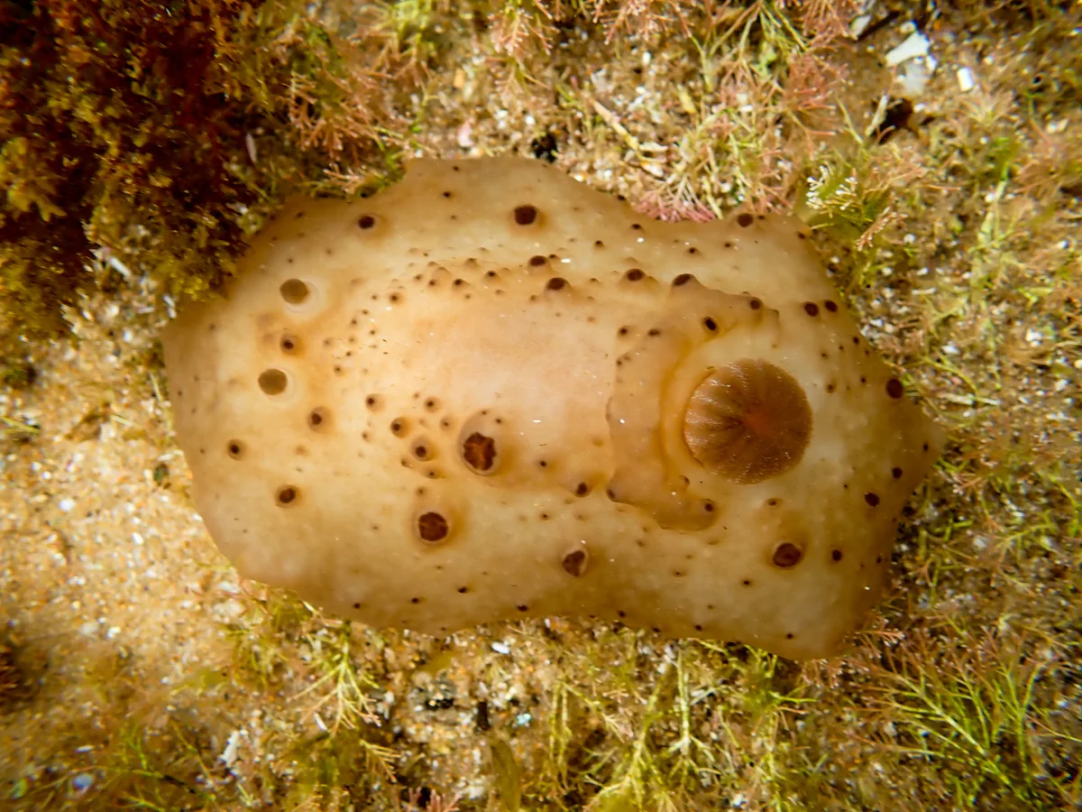 Actinocyclus verrucosus - Bateau Bay Beach, NSW, Australia