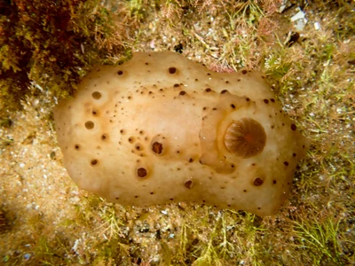 Actinocyclus verrucosus - Bateau Bay Beach, NSW, Australia