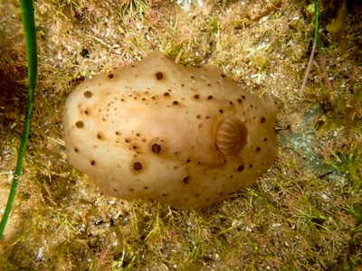 Actinocyclus verrucosus - Bateau Bay Beach, NSW, Australia
