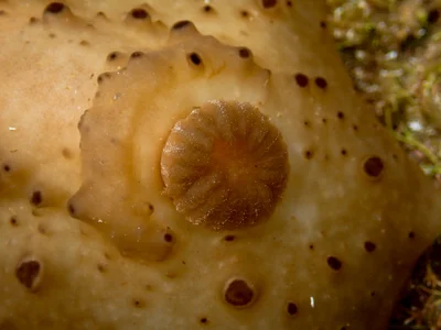 Actinocyclus verrucosus - Bateau Bay Beach, NSW, Australia