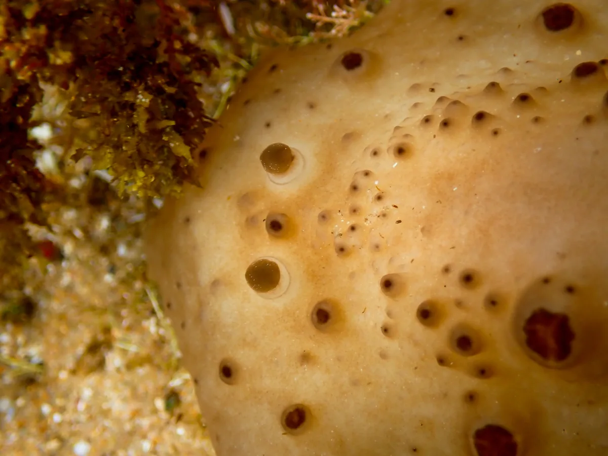 Actinocyclus verrucosus - Bateau Bay Beach, NSW, Australia
