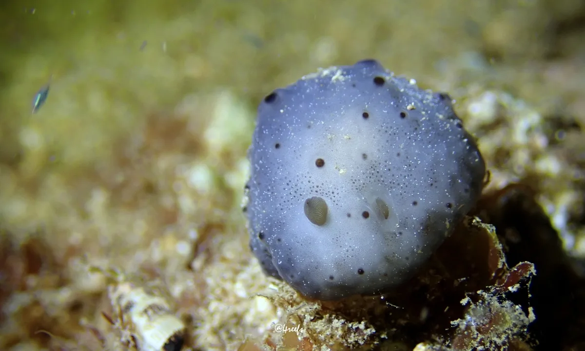 Actinocyclus verrucosus - Honolulu County, US-HI, US