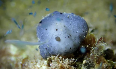 Actinocyclus verrucosus - Honolulu County, US-HI, US
