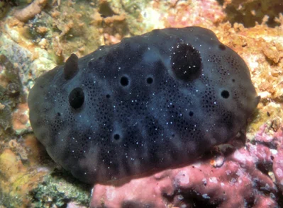 Actinocyclus verrucosus - Haleiwa, HI 96712, USA