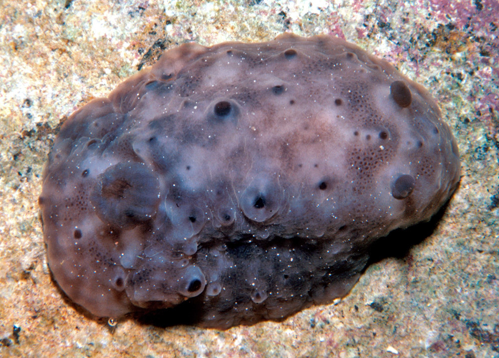 Actinocyclus verrucosus - Maili, HI 96792, USA