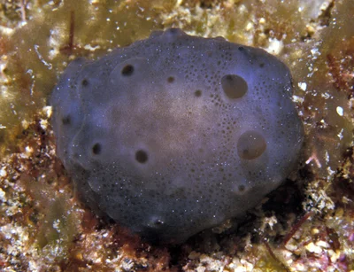 Actinocyclus verrucosus - near Makua, Oahu, Hawaii