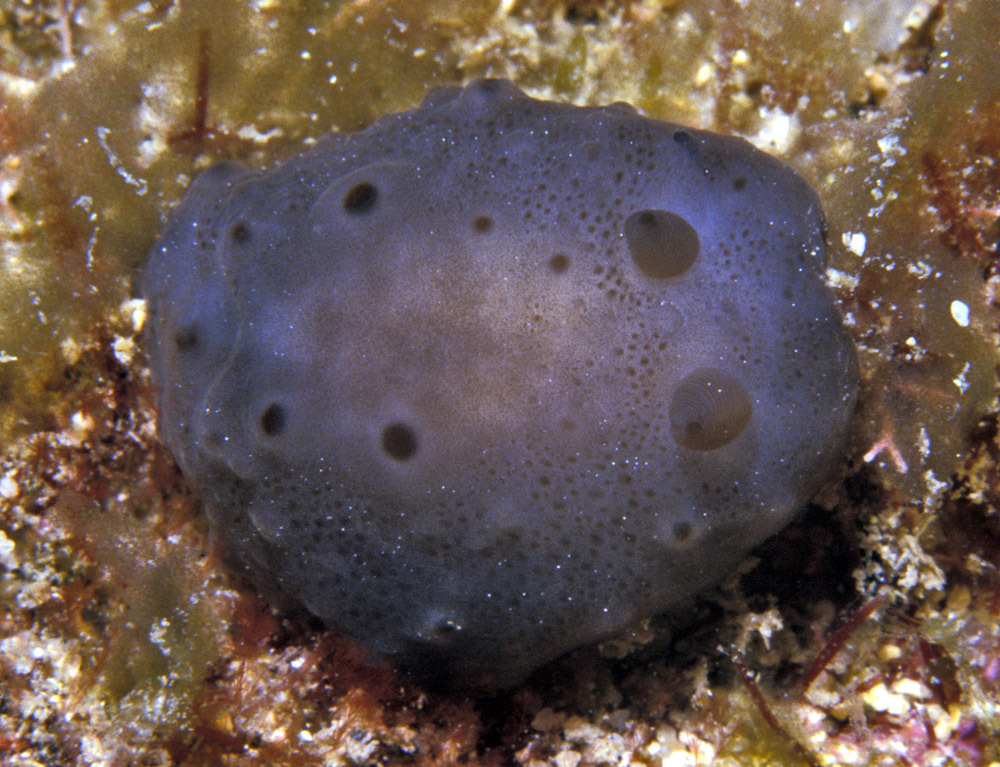 Actinocyclus verrucosus - near Makua, Oahu, Hawaii