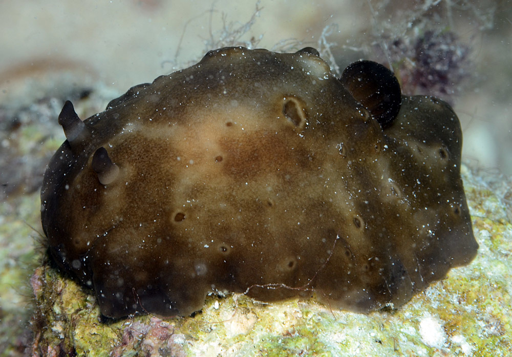 Actinocyclus verrucosus - Kwajalein Atoll, RMI