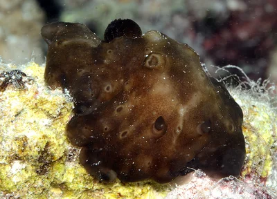 Actinocyclus verrucosus - Kwajalein Atoll, RMI