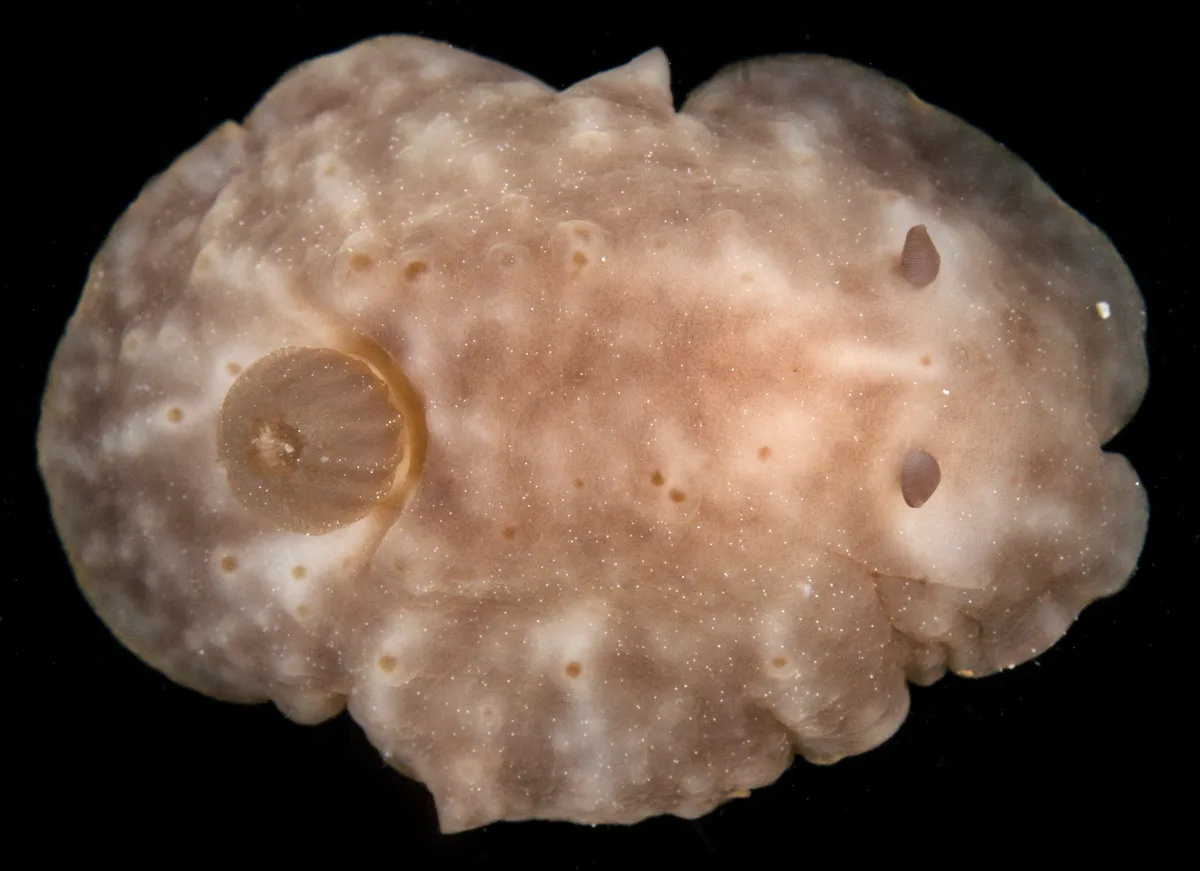 Actinocyclus verrucosus - Kaneohe Bay, Mokoli'i Island, S side