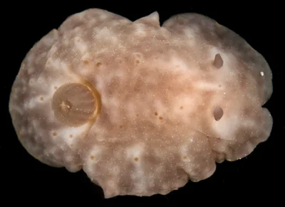 Actinocyclus verrucosus - Kaneohe Bay, Mokoli'i Island, S side