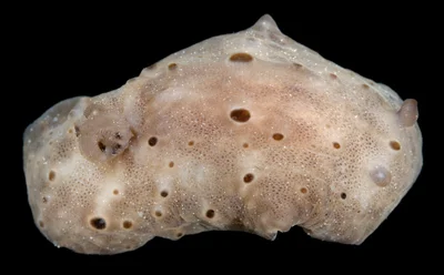 Actinocyclus verrucosus - Kaneohe Bay, Ahu'olaki Island, S end