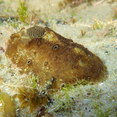 Actinocyclus verrucosus - Arrawarra Headland NSW 2456, Australia