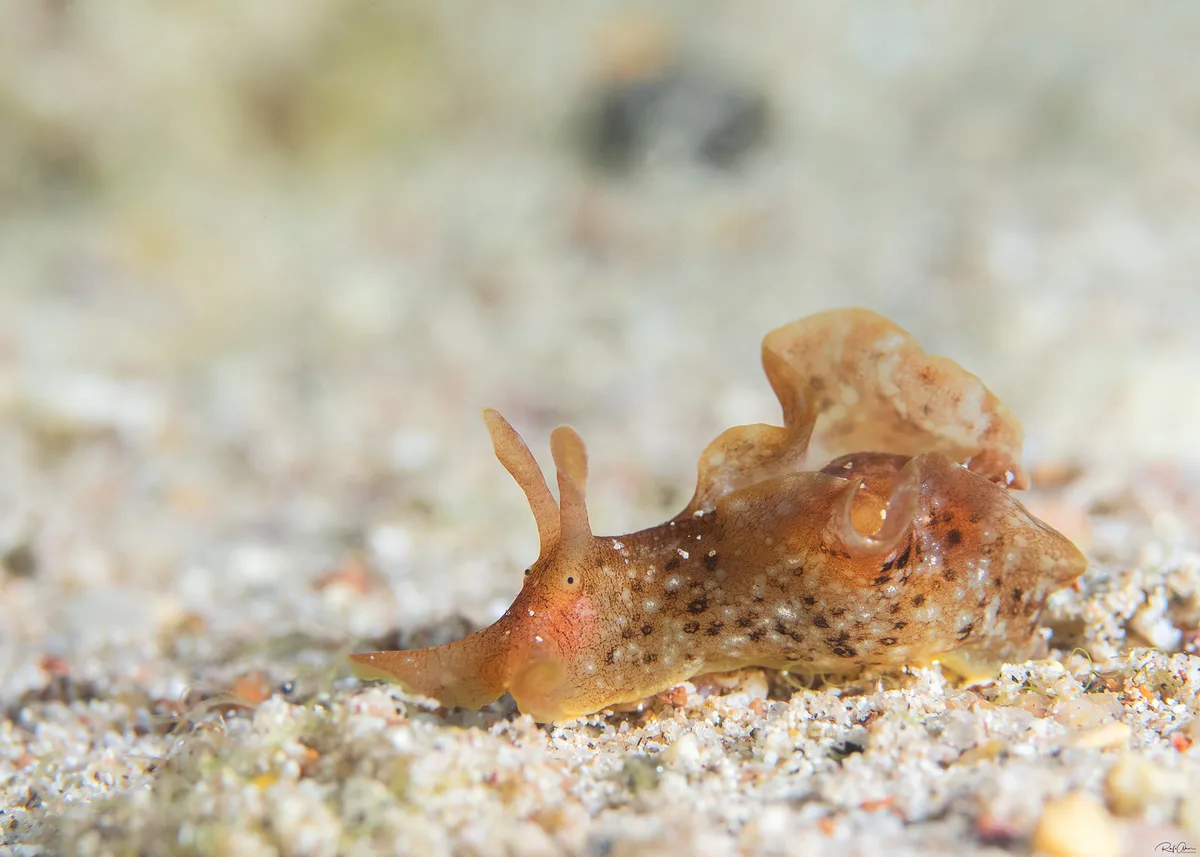 Aplysia oculifera - Eyed Seahare