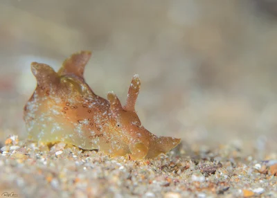 Eyed Sea Hare - Aplysia oculifera