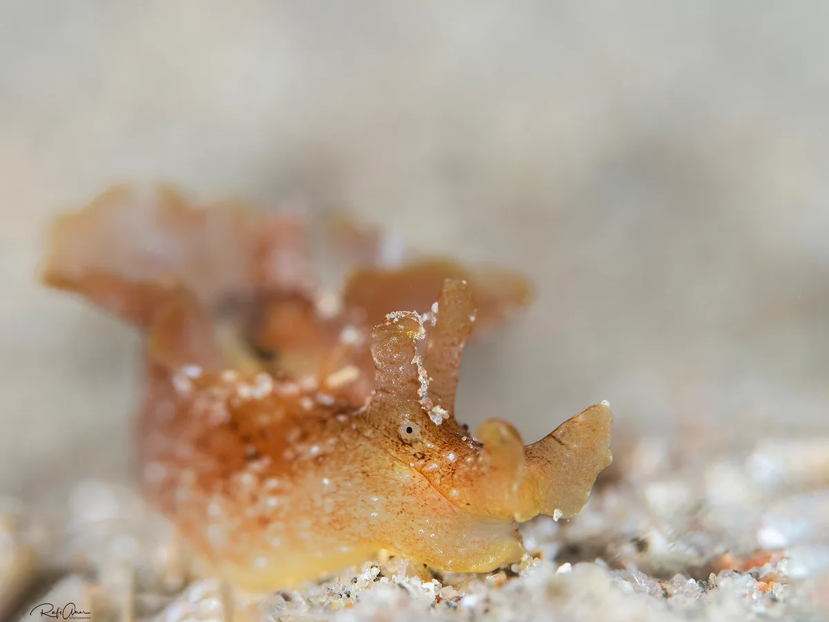 Eyed Sea Hare - Aplysia oculifera