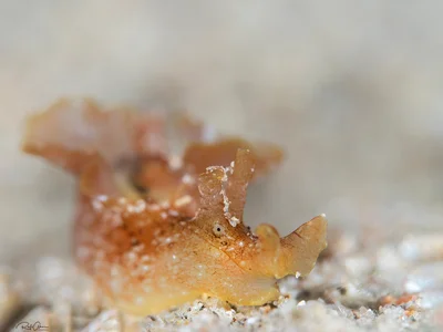 Eyed Sea Hare - Aplysia oculifera