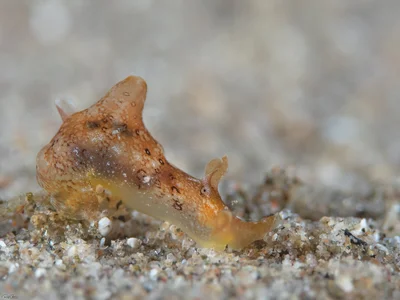 Eyed Sea Hare - Aplysia oculifera