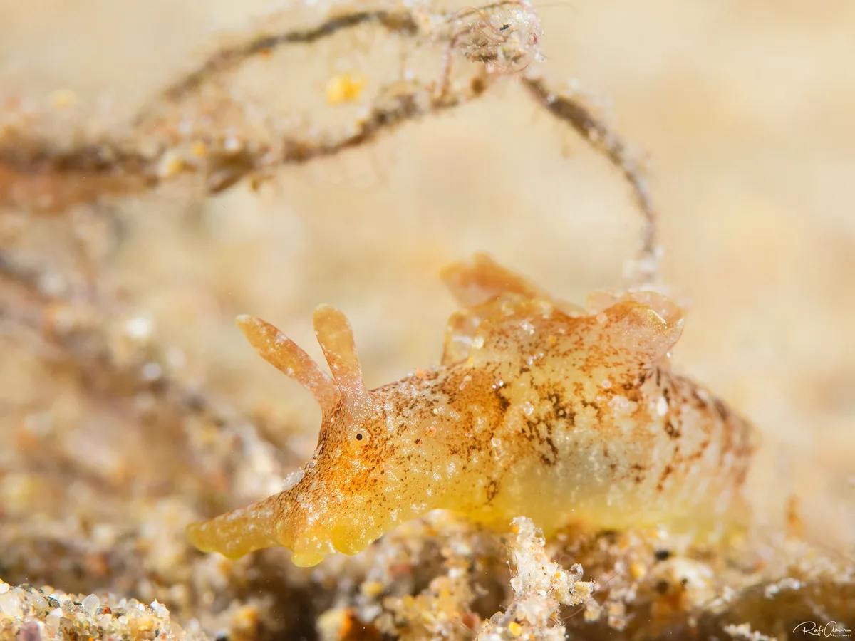 Eyed Seahare - Aplysia oculifera