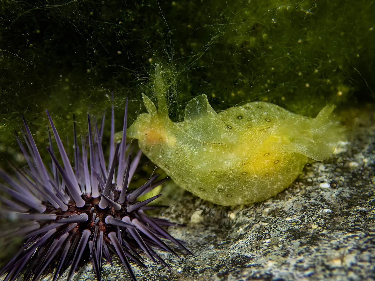 Aplysia oculifera BS