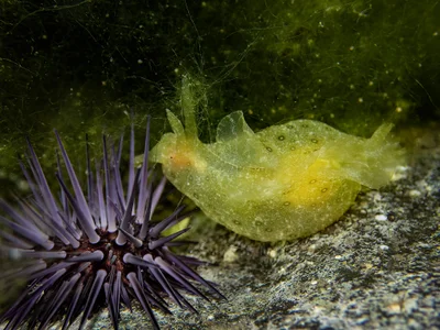 Aplysia oculifera BS