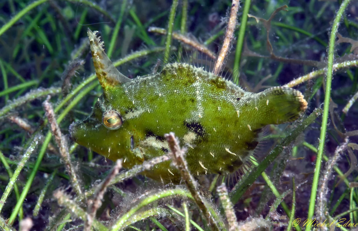 Faintstripe Filefish