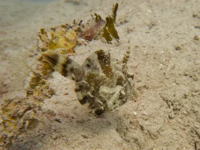 Paramonacanthus pusillus - Mafia, Tanzania