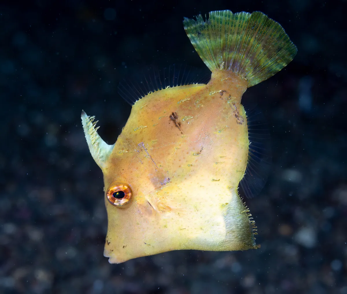 Paramonacanthus pusillus - Bitung, ID-SW, ID