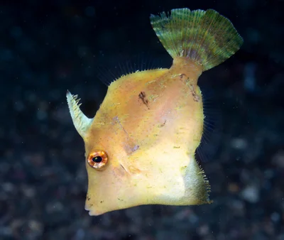 Paramonacanthus pusillus - Bitung, ID-SW, ID