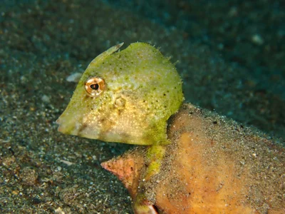 Paramonacanthus pusillus - Mabini, Batangas, Philippines