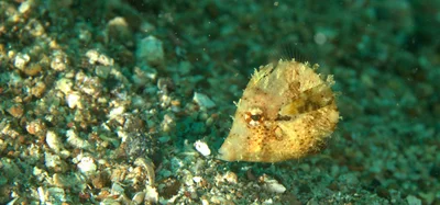 Paramonacanthus pusillus - Lembeh Strait, Indonesia