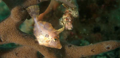 Paramonacanthus pusillus - Lembeh Strait, Indonesia