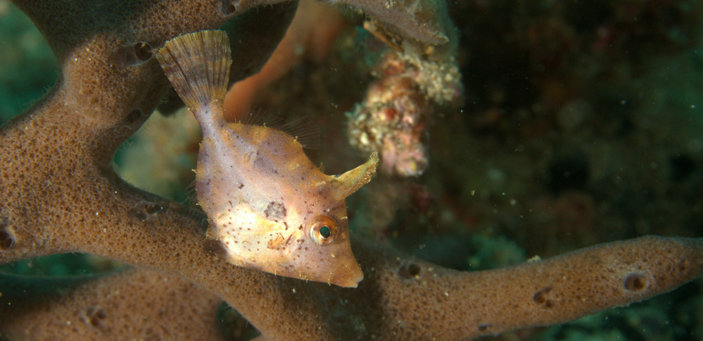Paramonacanthus pusillus - Lembeh Strait, Indonesia