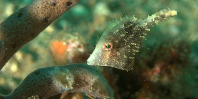 Paramonacanthus pusillus - Lembeh Strait, Indonesia