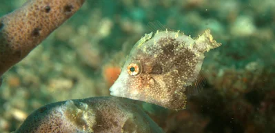 Paramonacanthus pusillus - Lembeh Strait, Indonesia