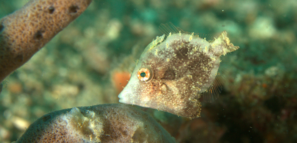 Paramonacanthus pusillus - Lembeh Strait, Indonesia
