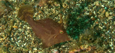 Paramonacanthus pusillus - Lembeh Strait, Indonesia