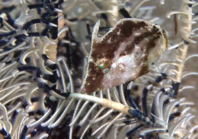 Paramonacanthus pusillus - Bitung, ID-SW, ID