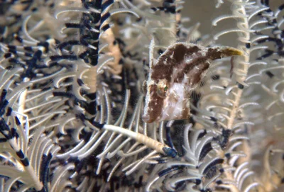 Paramonacanthus pusillus - Bitung, ID-SW, ID