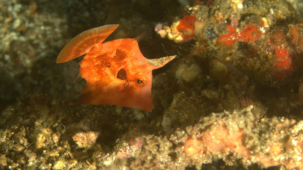 Paramonacanthus pusillus - Lembeh Strait, Indonesia