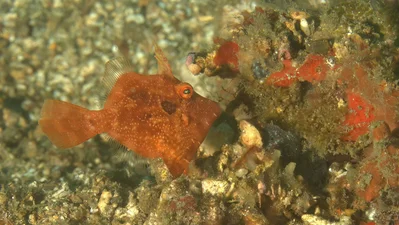 Paramonacanthus pusillus - Lembeh Strait, Indonesia