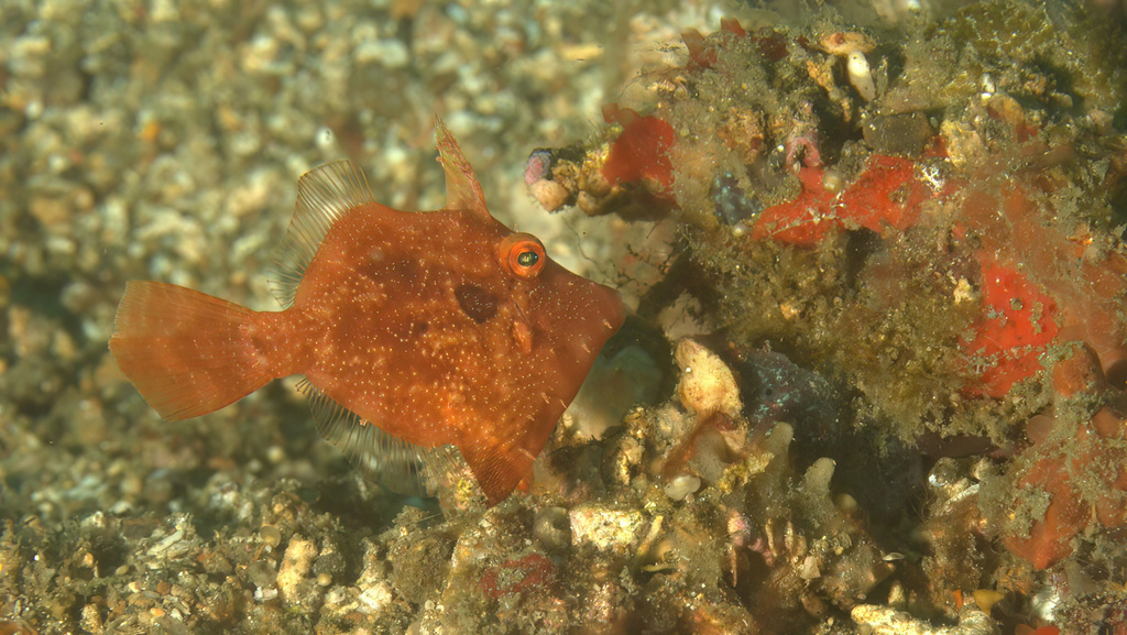 Paramonacanthus pusillus - Lembeh Strait, Indonesia