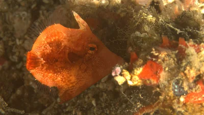 Paramonacanthus pusillus - Lembeh Strait, Indonesia