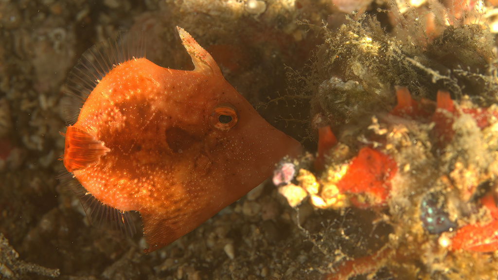 Paramonacanthus pusillus - Lembeh Strait, Indonesia